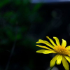 _DSC5308_klein