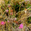 _DSC5756_klein